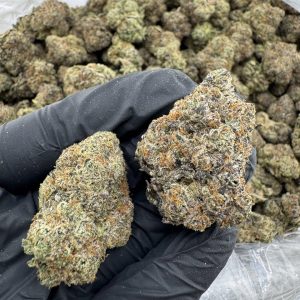 LEMON CHERRY GELATO STRAIN