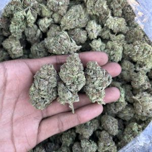 FROSTED DONUTS STRAIN