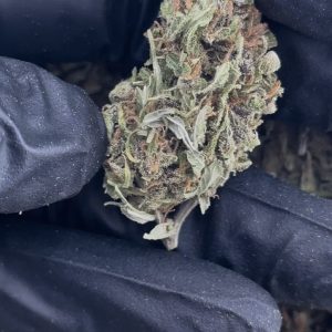 SUPER LEMON HAZE STRAIN