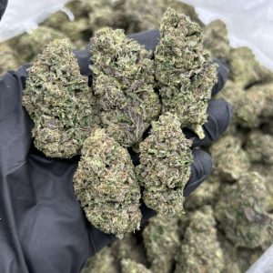 PURPLE GELATO STRAIN