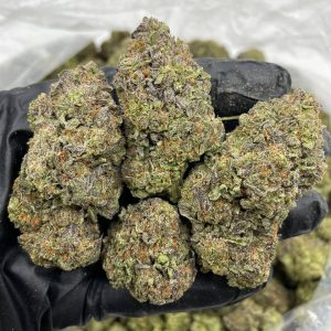 RASPBERRY GELATO STRAIN